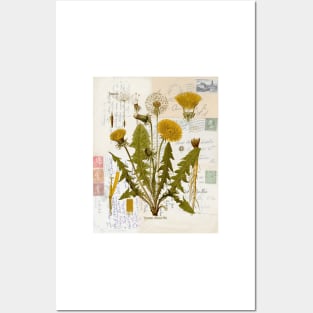 Dandelion Botanical on Antique Postcards Posters and Art